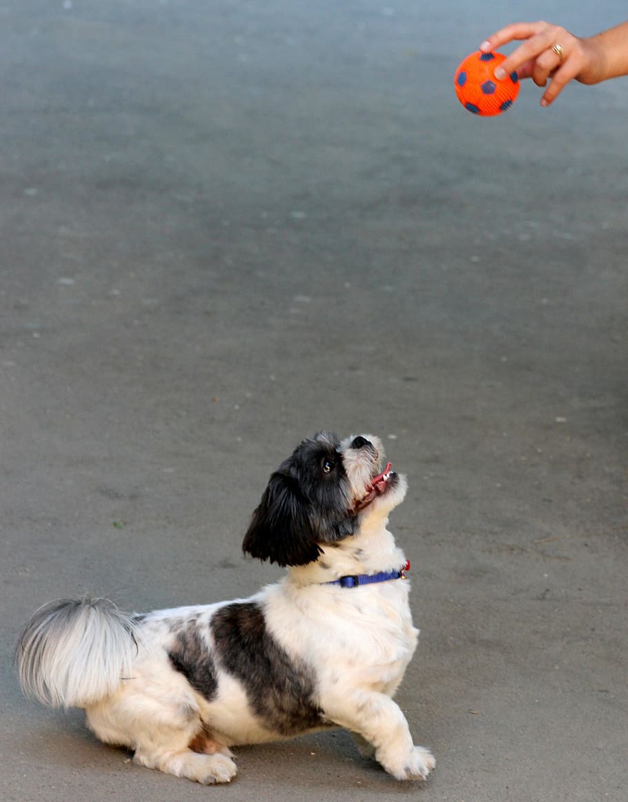 dog, play, ball, pet, white, black, cute, pets, domestic, canine HD wallpaper
