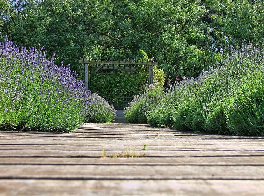 pathway between hyacinth flowers, lavender, nature, purple, herb