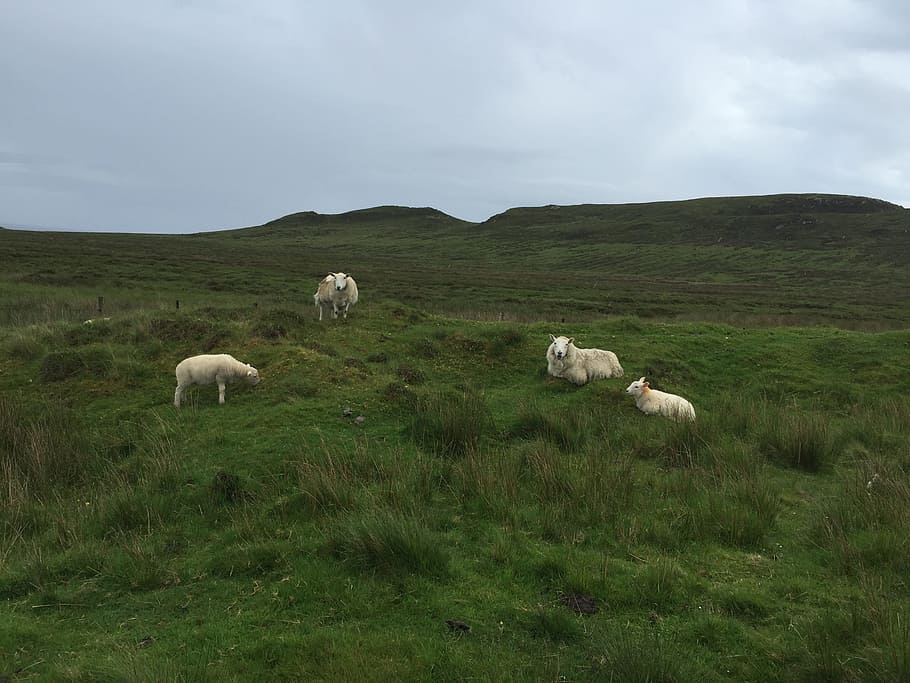 Scotland, Grass, Sheep, grazing, pasture, flock Of Sheep, livestock HD wallpaper
