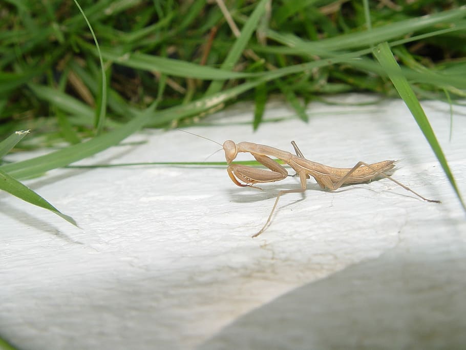 praying mantis, mantis religiosa, insecto, bug, entomología HD wallpaper