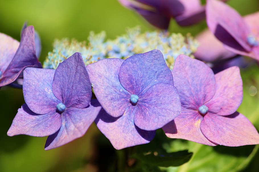 purple-and-pink petaled flowers, plate hydrangea, blossom, bloom HD wallpaper