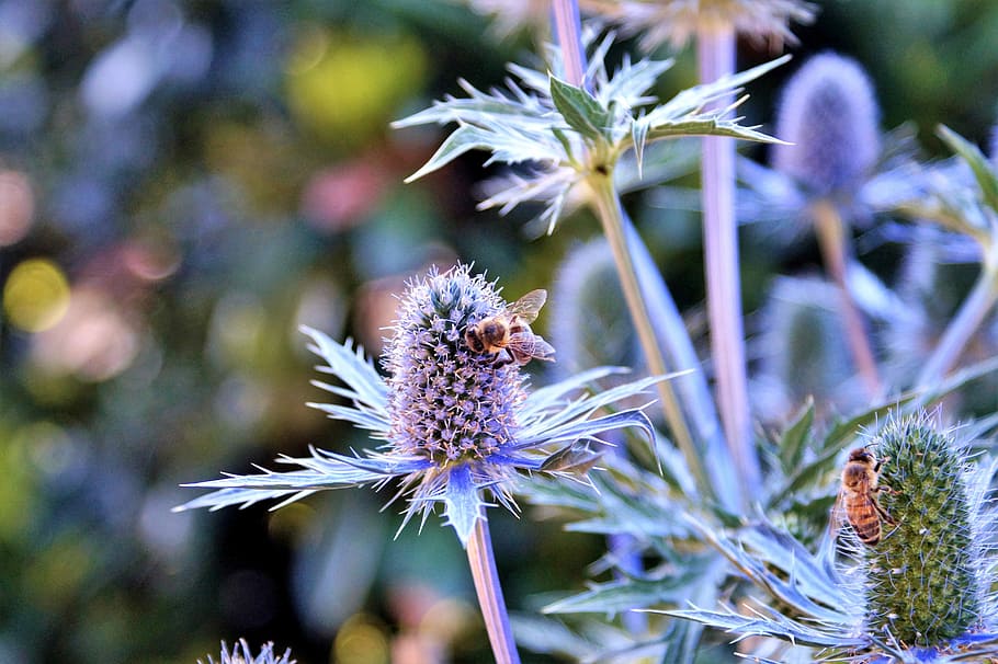 Thistle, Bee, Blue, Violet, blue thistle, insect, nature, prickly HD wallpaper
