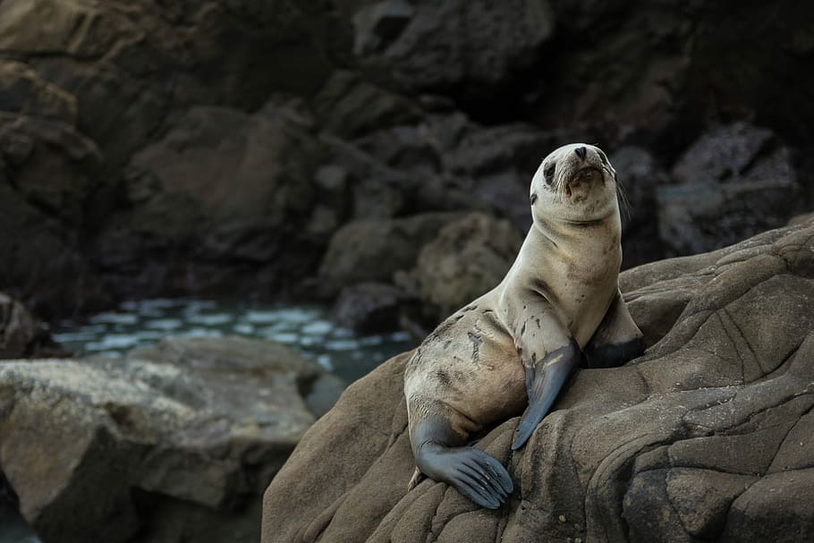 white and black seal on brown rock, sea Lion, animal, seal - Animal