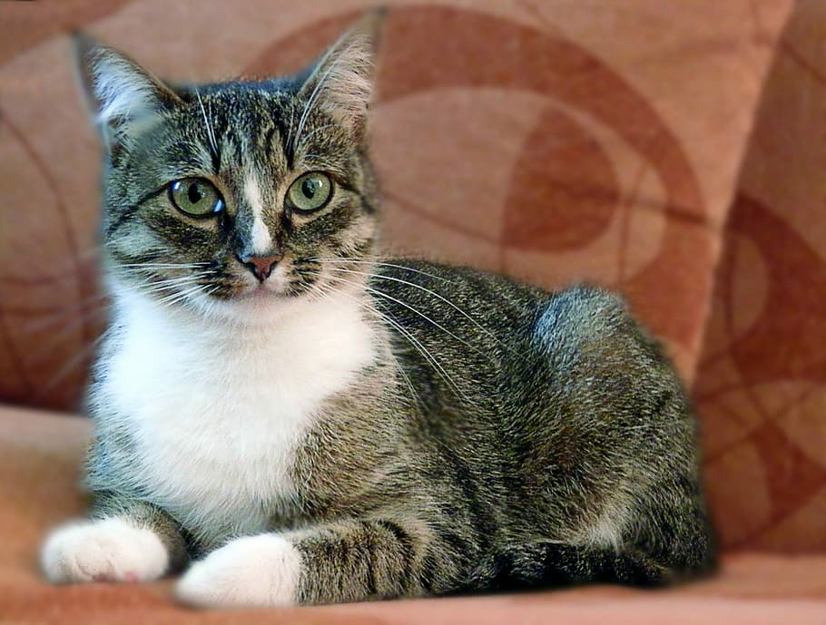 gray and white tabby cat on brown fabric sofa, Pets, Animals HD wallpaper