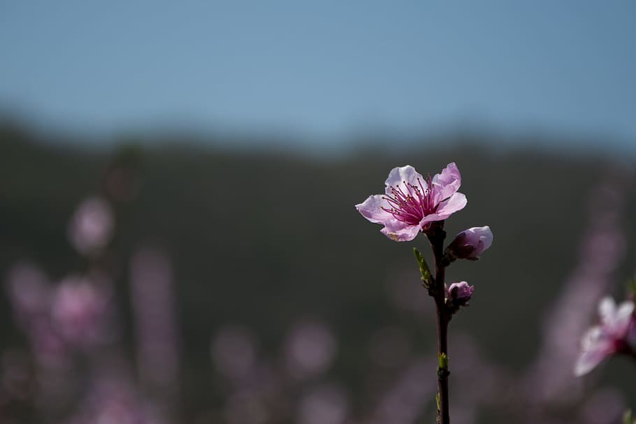 pink-and-white flowers, shallow focus of pink petaled flowers HD wallpaper