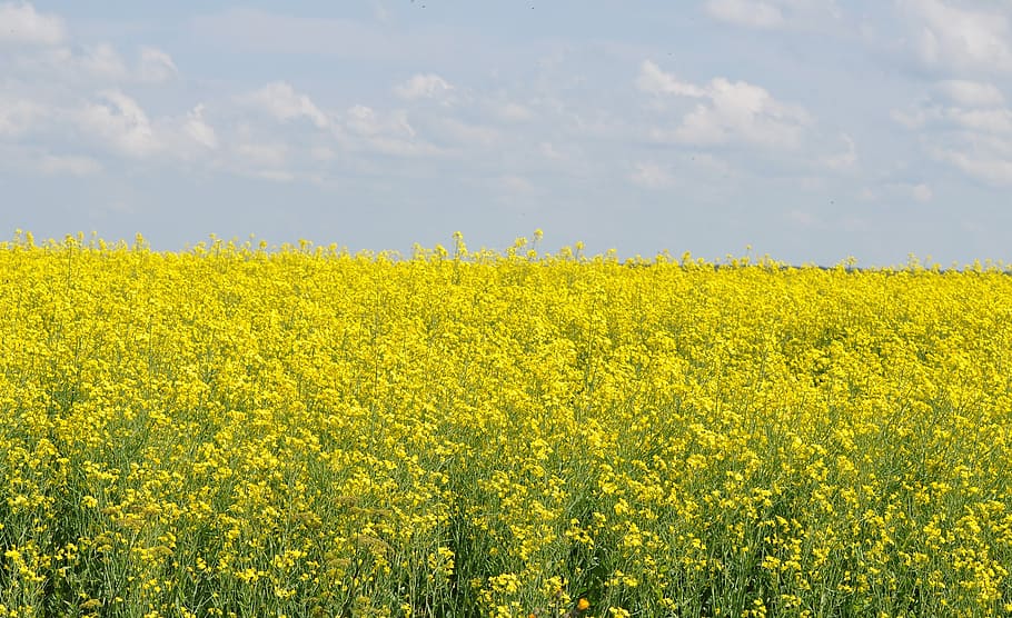 rapeseed field, nature, summer, yellow, beauty in nature, flower HD wallpaper