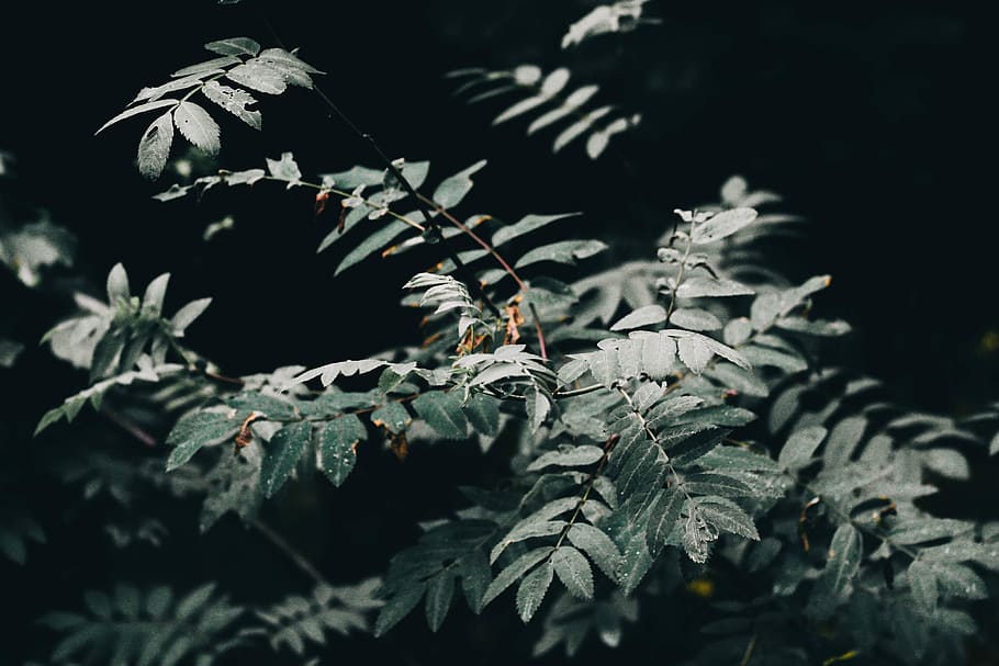 selective focus photography of green leaf plant, tree, tranquil HD wallpaper