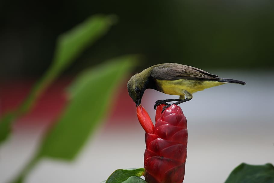 closeup photo of bird on flower, green bird on red plant, Thirsty