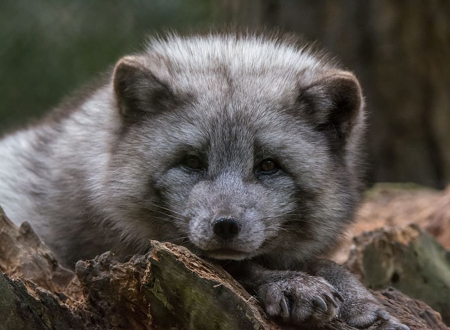 gray and white bear cub, brown, black, animal, arctic fox, watch