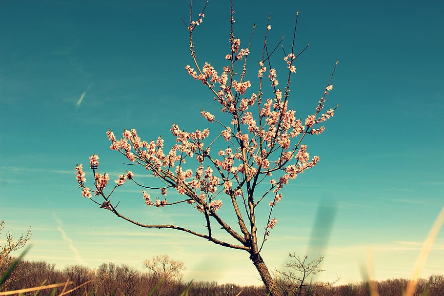 photo of white flowering tree, blossom, buds, spring, nature HD wallpaper