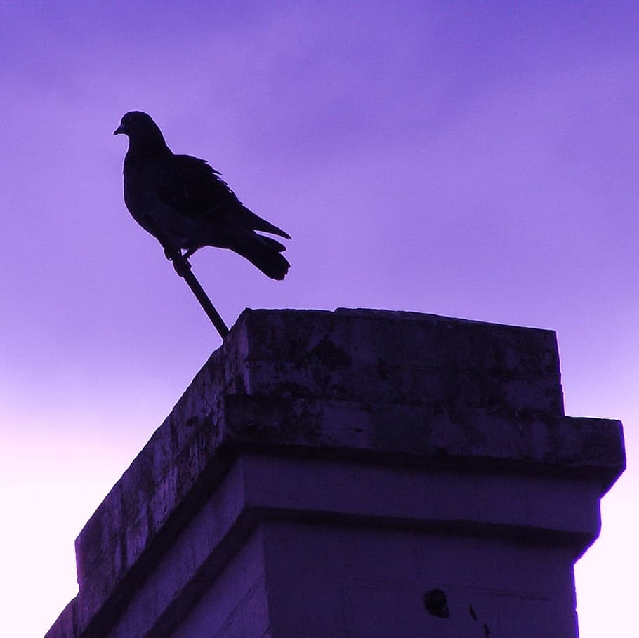 Pigeon, Bird, Chimney, Background, silhouette, avian, perched HD wallpaper
