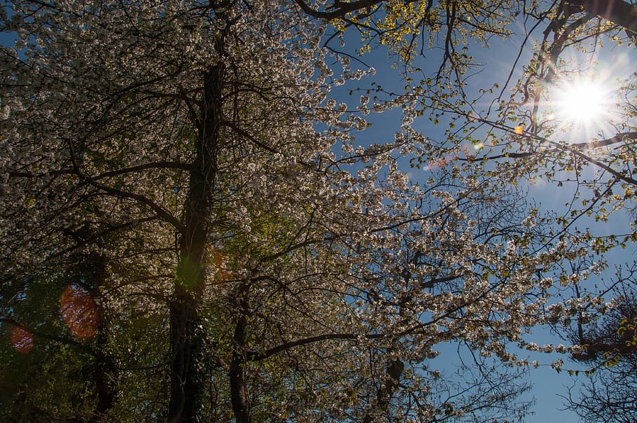 tree, nature, flowers, spring, plant, sky, beauty in nature HD wallpaper