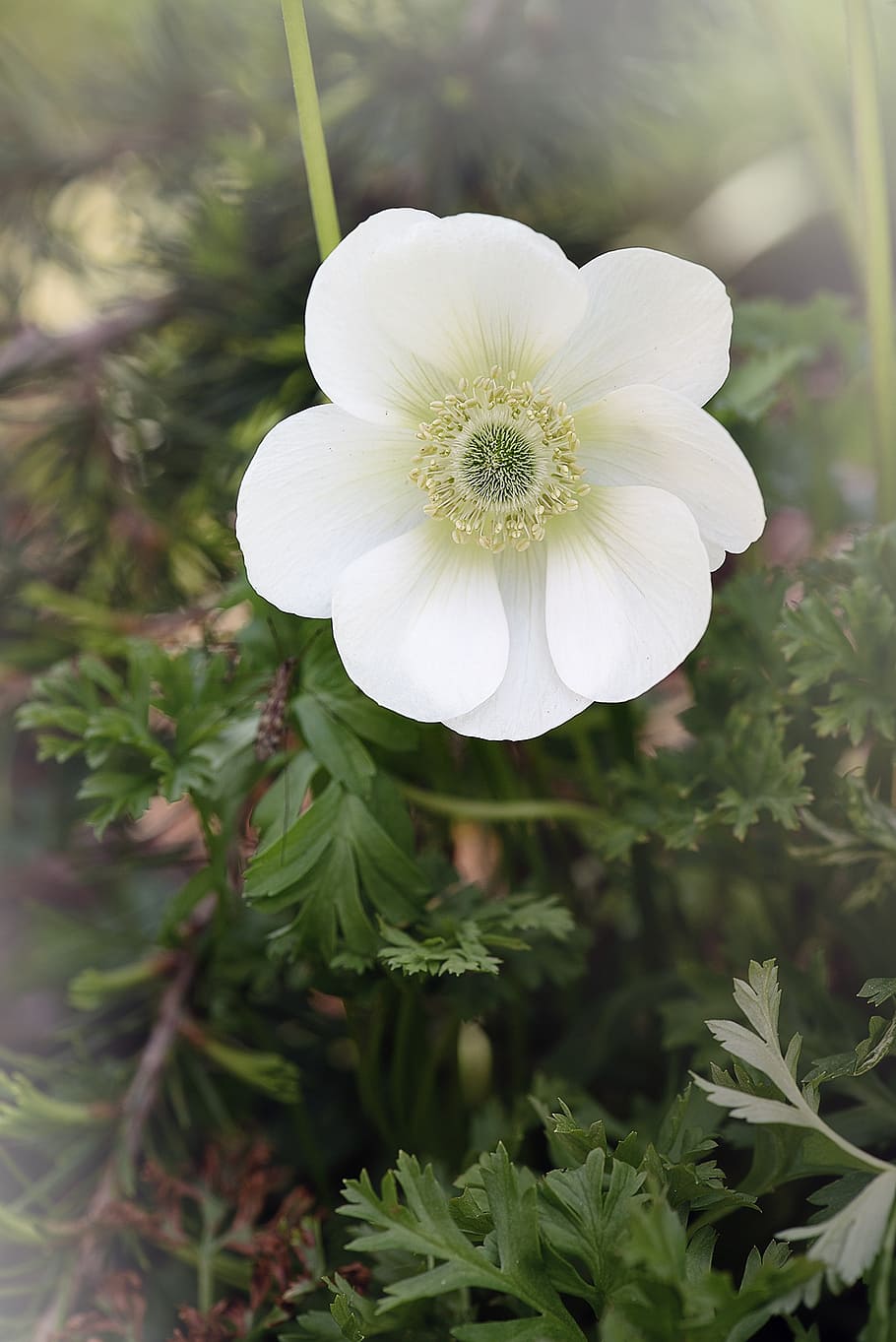 anemone, white, white anemone, blossom, bloom, white blossom HD wallpaper