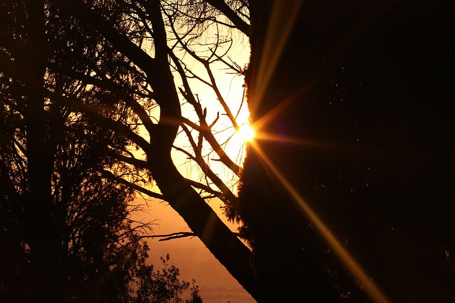 sunset, italy, tree, plant, sky, sunlight, silhouette, nature HD wallpaper