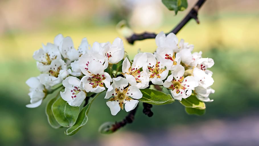 selective focus photography of white cherry blossom, plant HD wallpaper