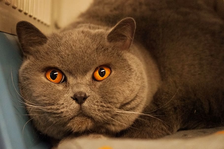 cat, orange, gray, mammal, one animal, pets, animal themes HD wallpaper
