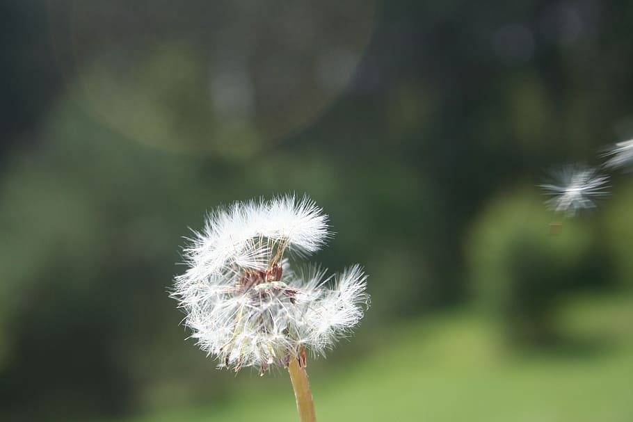 dandelion, spring, flower, nature, a new beginning, field bloom HD wallpaper