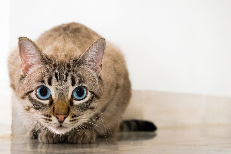 brown tabby cat, animal, kitten, cute, floor, eyes, pets, domestic HD wallpaper