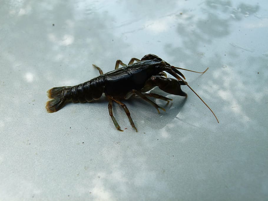 cambarus bartonii, crayfish, appalachian brook crayfish, crawfish, HD wallpaper