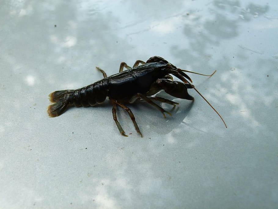cambarus bartonii, crayfish, appalachian brook crayfish, crawfish HD wallpaper