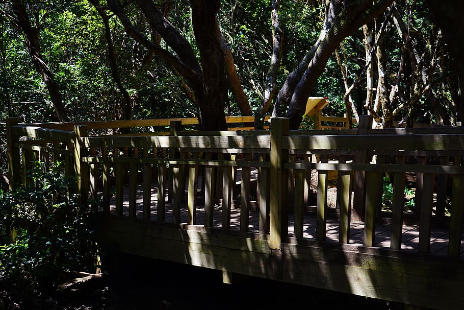 Web, Bridge, Forest, Trail, Away, Path, tenerife, anaga landschaftspark HD wallpaper