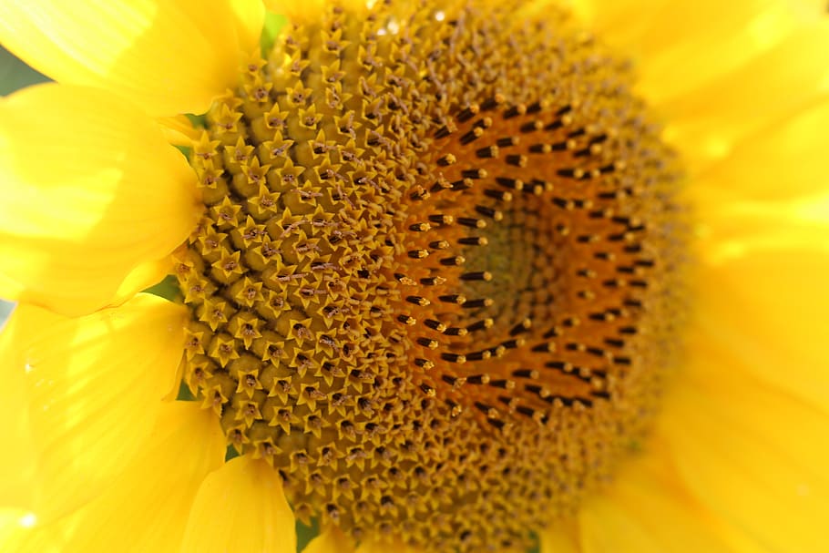 sunflower, yellow, flowering plant, flower head, beauty in nature HD wallpaper