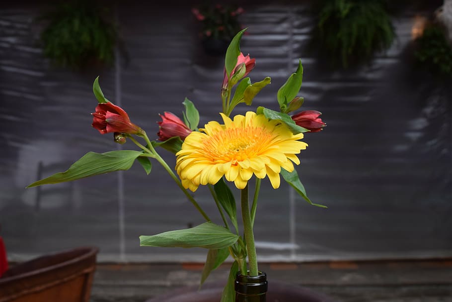 flower, floreo, restaurant, flowering plant, vulnerability HD wallpaper
