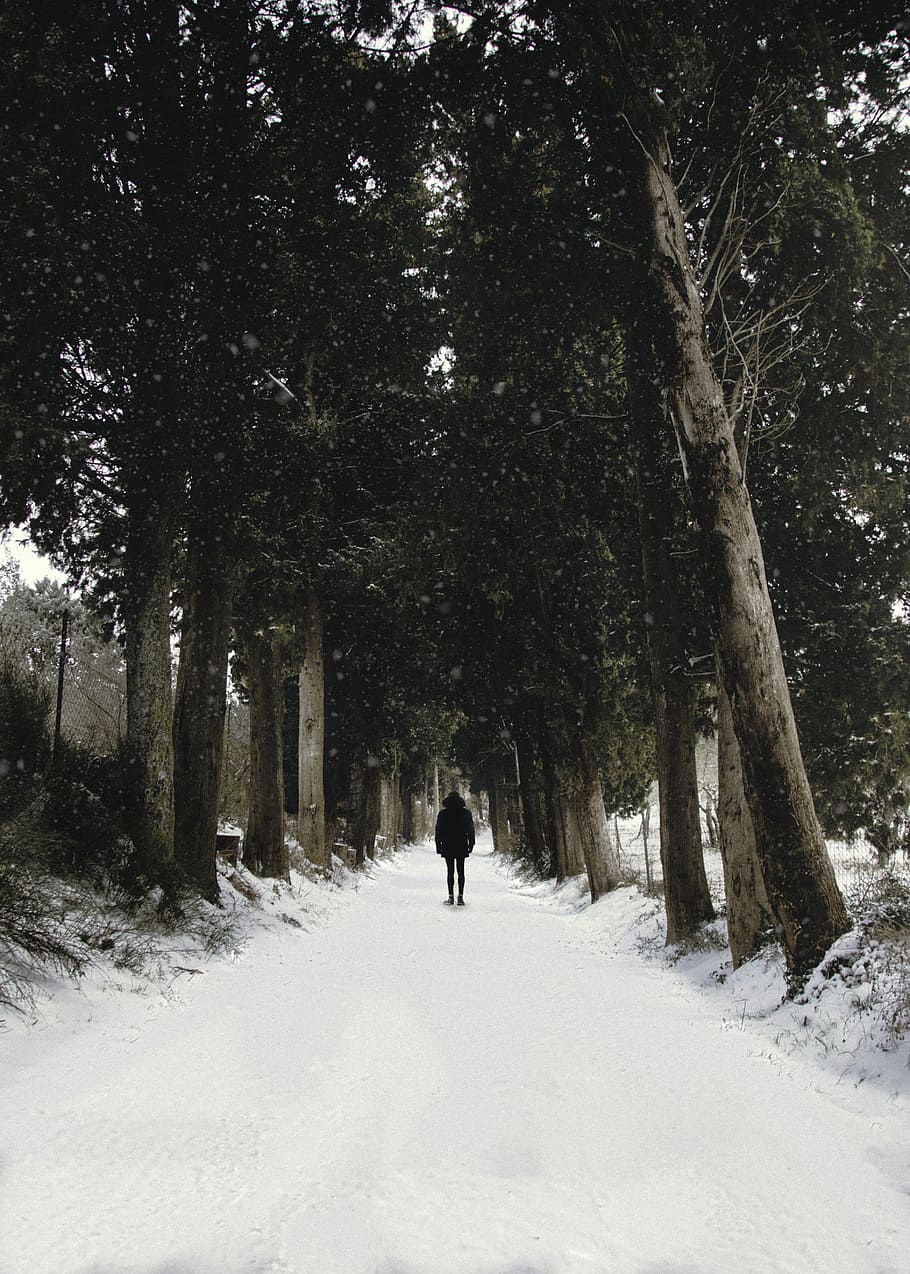 man walking on snow pathway between trees, person walking under trees HD wallpaper