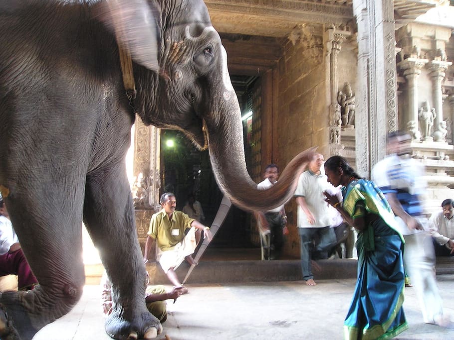 gray elephant, holy, deity, pray, worship, shiva, india, mammal HD wallpaper