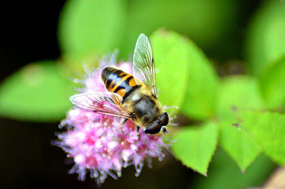 Bee, Nectar, Sprinkle, Insect, Blossom, bloom, macro, nature HD wallpaper