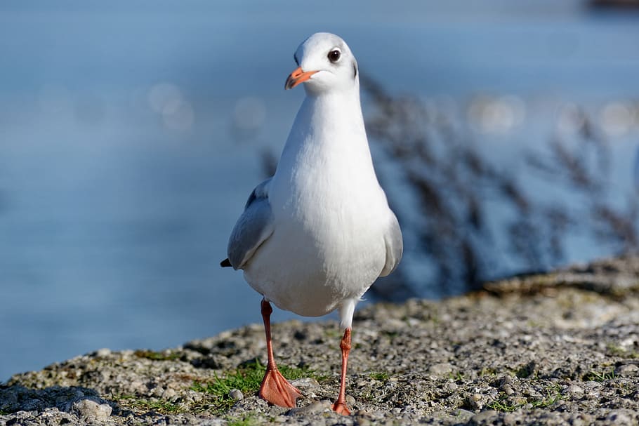 gull, butterwort, individually, close, water bird, animal world HD wallpaper