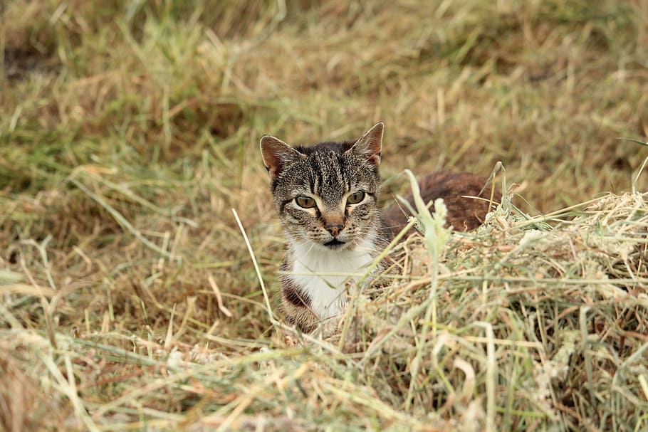 cat, hunting, lauer, grass, nature, cat's eyes, mousehunt film HD wallpaper