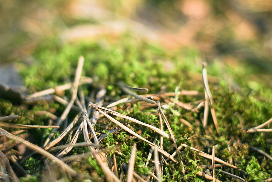 Pine Needles in Forest, nature, tree, grass, close-up, green Color HD wallpaper