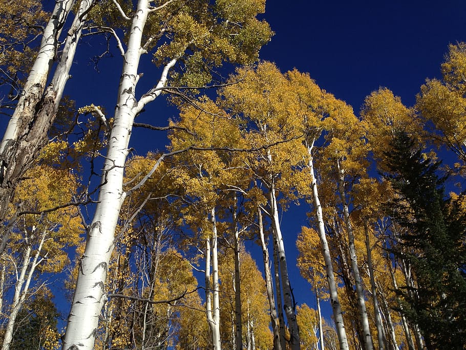 aspen trees, forest, autumn, fall, yellow, foliage, plant, beauty in nature HD wallpaper