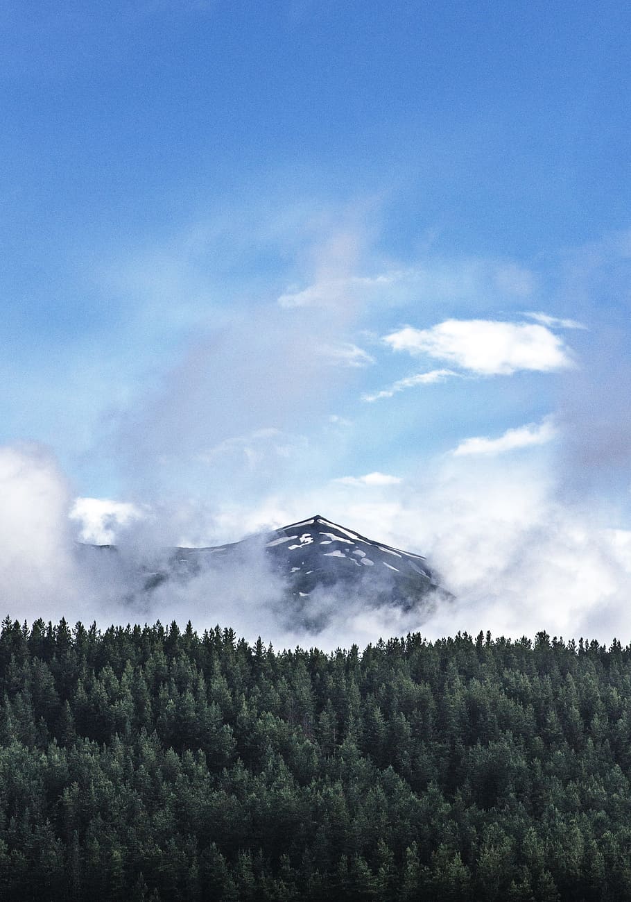 green forest near the mountains, cloudy mountain, pine trees HD wallpaper