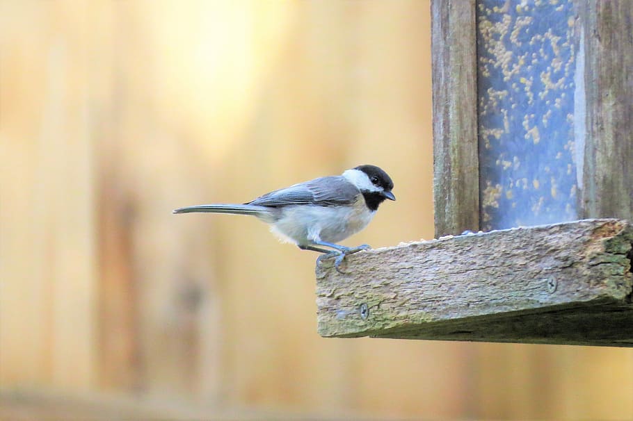 Bird, Wildlife, Chickadee, tiny, one animal, animal themes HD wallpaper