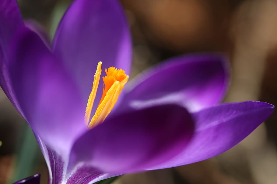 spring, crocus, flower, nature, macro, flowering plant, freshness HD wallpaper
