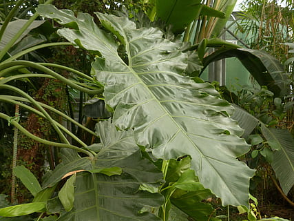leaf, large, green, philodendron, tree philodendron, tree friend HD wallpaper
