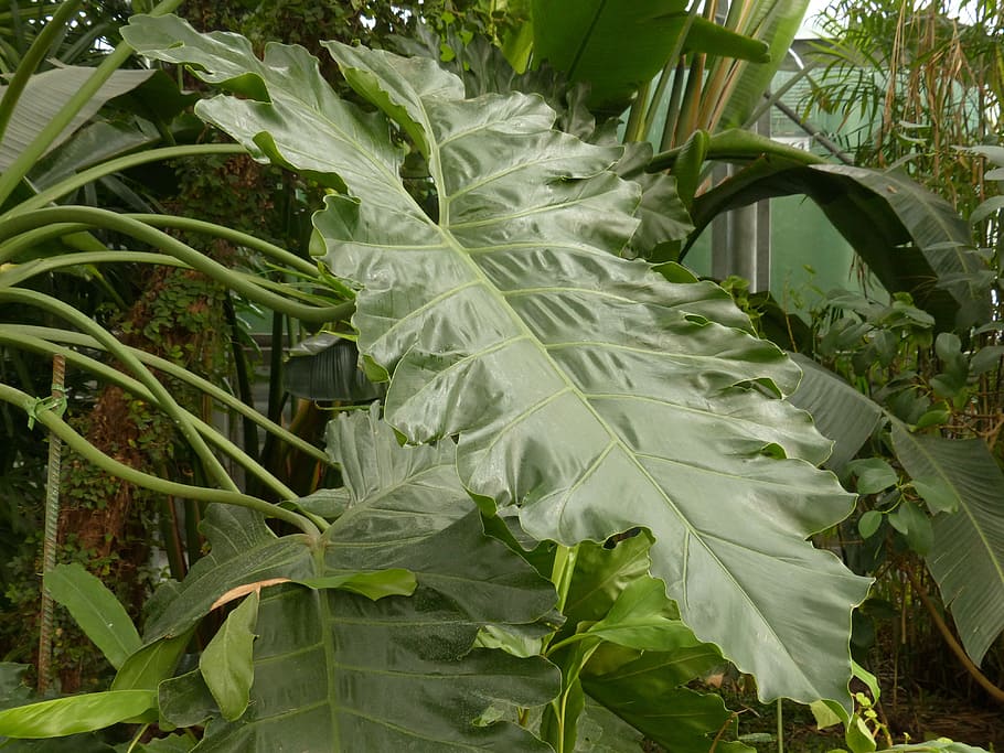 leaf, large, green, philodendron, tree philodendron, tree friend HD wallpaper
