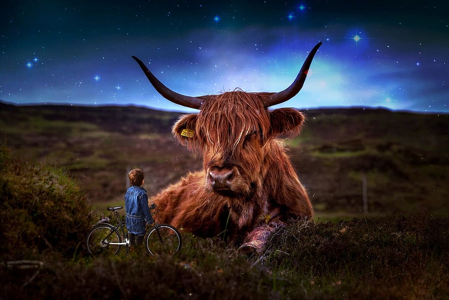 boy with bicycle staring at West Highland cattle, beef, scotland, HD wallpaper