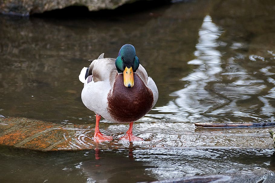 bird, waters, puddle, duck, animal themes, animals in the wild HD wallpaper