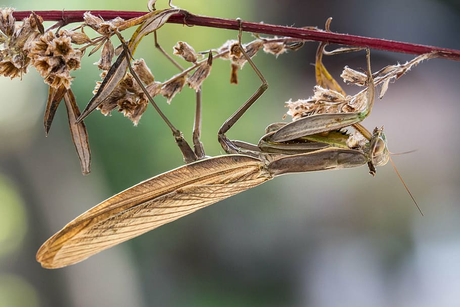 praying mantis, insect, macro, nature, animal, scare, close-up HD wallpaper
