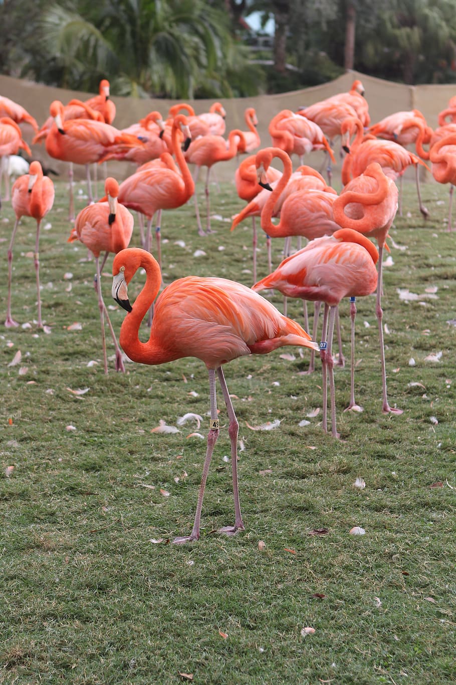 Flamingos, Pink, Flock, Bird, Leg, animals in the wild, nature HD wallpaper