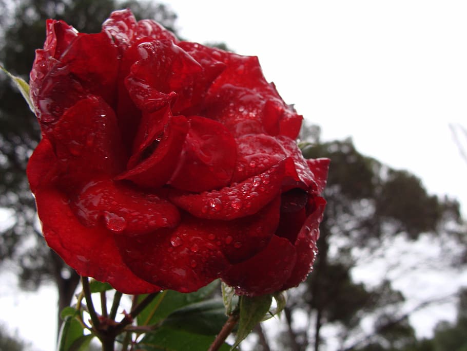 rosa, flower, nature, botany, rocio, red, plant, freshness HD wallpaper