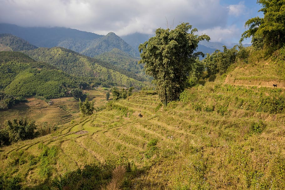 nature, landscape, tree, mountain, sky, sapa, vietnam, rice fields HD wallpaper