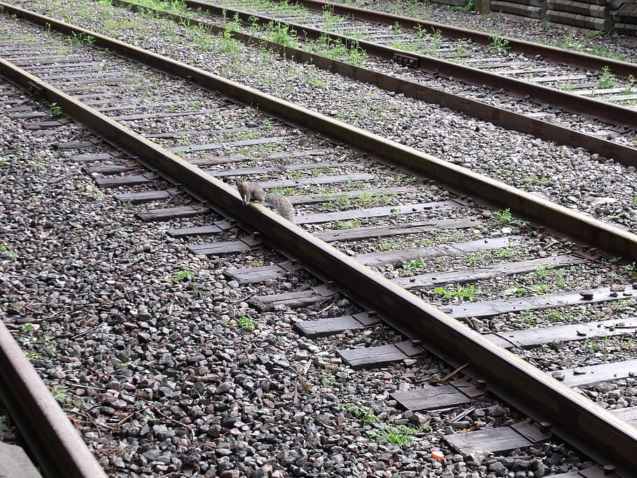 rails, squirrel, animal, track, rail transportation, railroad track HD wallpaper