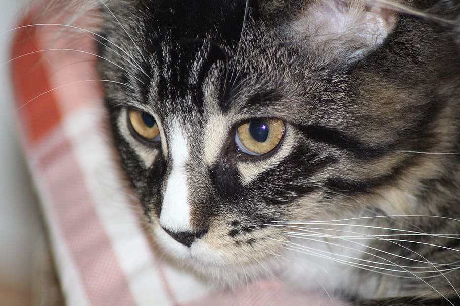 Cat, Cat, Face, Head, Maine Coon, cat face, domestic cat, pets HD wallpaper