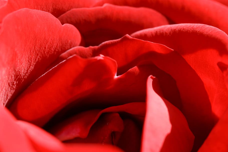 rose, red, flower, romance, love, blossom, valentine, petals HD wallpaper