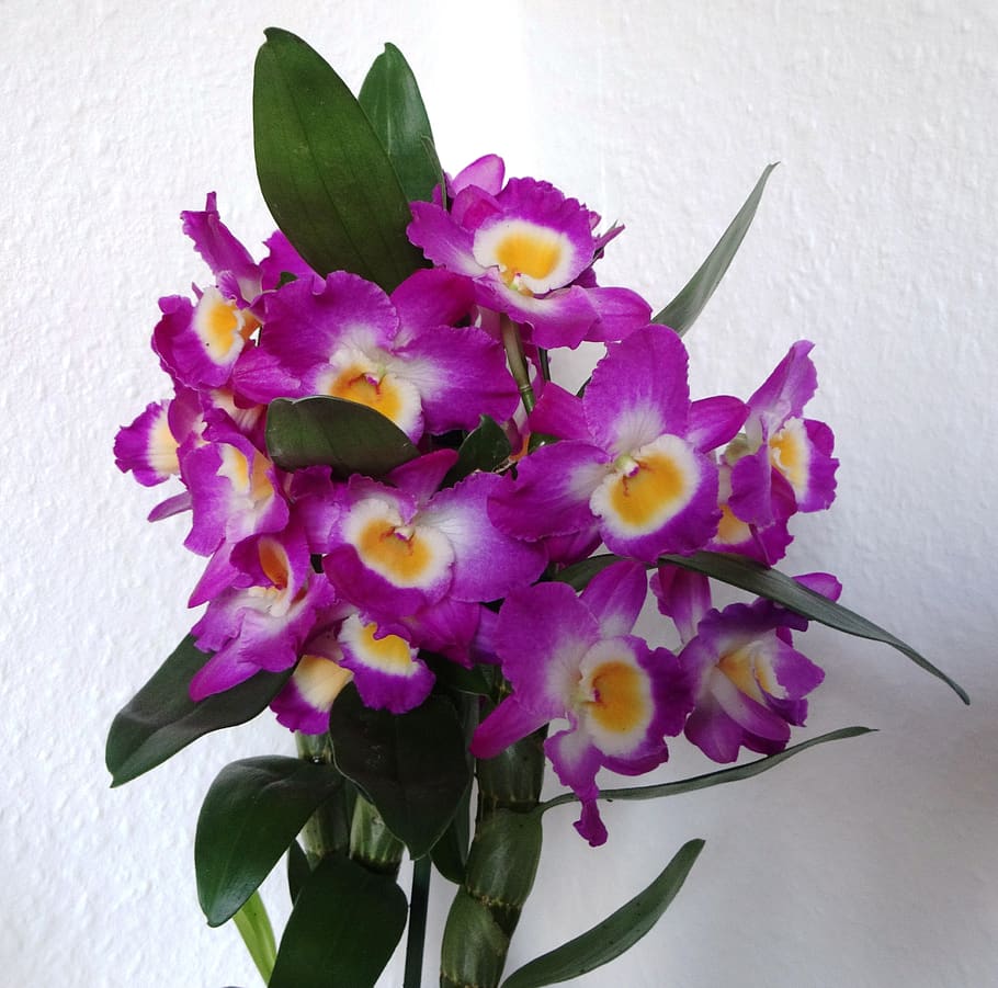 flowers, orchids, purple, dendrobium-mobile, flowering plant, HD wallpaper