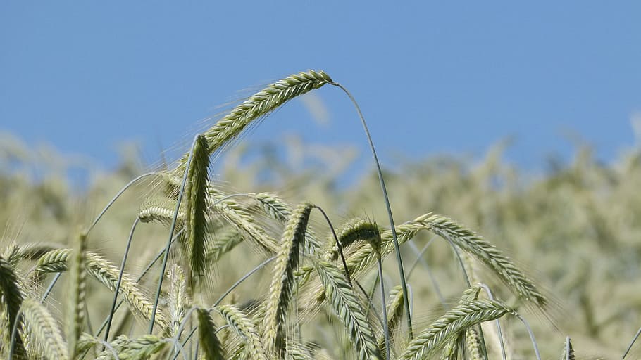 nature, grain, cornfield, barley, agriculture, sky, blue, cereal plant HD wallpaper